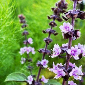 Meet your Posher, Lulu